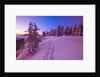 Snow-Covered Trees at Dawn by Anonymous