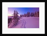 Snow-Covered Trees at Dawn by Anonymous