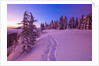 Snow-Covered Trees at Dawn by Anonymous