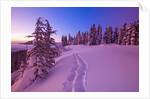 Snow-Covered Trees at Dawn by Anonymous