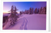 Snow-Covered Trees at Dawn by Anonymous