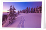 Snow-Covered Trees at Dawn by Anonymous