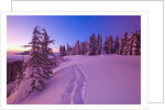 Snow-Covered Trees at Dawn by Anonymous
