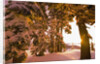 Snow-Covered Trees at Sunrise by Anonymous