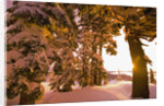 Snow-Covered Trees at Sunrise by Anonymous