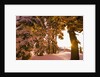 Snow-Covered Trees at Sunrise by Anonymous