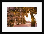 Snow-Covered Trees at Sunrise by Anonymous