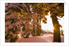 Snow-Covered Trees at Sunrise by Anonymous