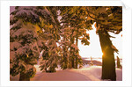 Snow-Covered Trees at Sunrise by Anonymous