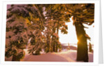 Snow-Covered Trees at Sunrise by Anonymous