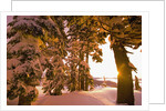 Snow-Covered Trees at Sunrise by Anonymous