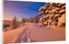 Snow-Covered Trees at Sunrise by Anonymous