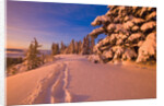 Snow-Covered Trees at Sunrise by Anonymous