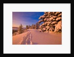 Snow-Covered Trees at Sunrise by Anonymous