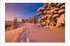 Snow-Covered Trees at Sunrise by Anonymous