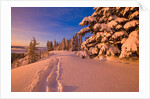 Snow-Covered Trees at Sunrise by Anonymous