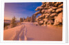 Snow-Covered Trees at Sunrise by Anonymous