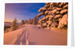 Snow-Covered Trees at Sunrise by Anonymous
