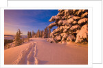 Snow-Covered Trees at Sunrise by Anonymous