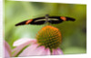 Small Postman Butterfly on Coneflower by Anonymous
