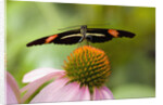 Small Postman Butterfly on Coneflower by Anonymous