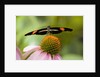 Small Postman Butterfly on Coneflower by Anonymous