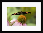 Small Postman Butterfly on Coneflower by Anonymous