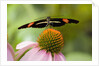 Small Postman Butterfly on Coneflower by Anonymous