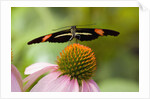 Small Postman Butterfly on Coneflower by Anonymous