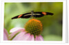 Small Postman Butterfly on Coneflower by Anonymous