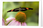 Small Postman Butterfly on Coneflower by Anonymous