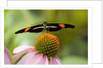 Small Postman Butterfly on Coneflower by Anonymous