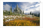 Autumn in the Cascades by Anonymous