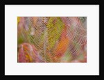 Dew on Spiderweb by Anonymous
