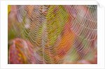 Dew on Spiderweb by Anonymous