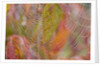 Dew on Spiderweb by Anonymous