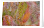 Dew on Spiderweb by Anonymous