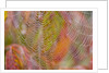Dew on Spiderweb by Anonymous