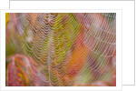 Dew on Spiderweb by Anonymous