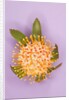 Protea Flower by Anonymous