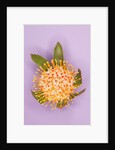 Protea Flower by Anonymous