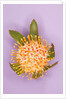 Protea Flower by Anonymous