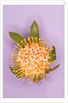 Protea Flower by Anonymous