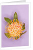 Protea Flower by Anonymous