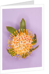 Protea Flower by Anonymous
