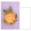Protea Flower by Anonymous