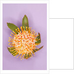 Protea Flower by Anonymous