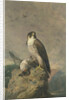 Peregrine and Teal by Archibald Thorburn