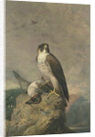 Peregrine and Teal by Archibald Thorburn