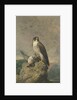 Peregrine and Teal by Archibald Thorburn